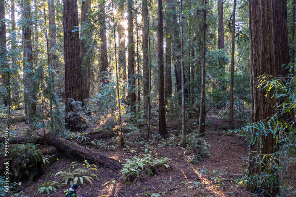 Obraz premium Massive Redwood trees, Sequoia sempervirens, grow in a shadowed forest in Northern California. Redwood trees are the largest trees on Earth and are considered an endangered species.