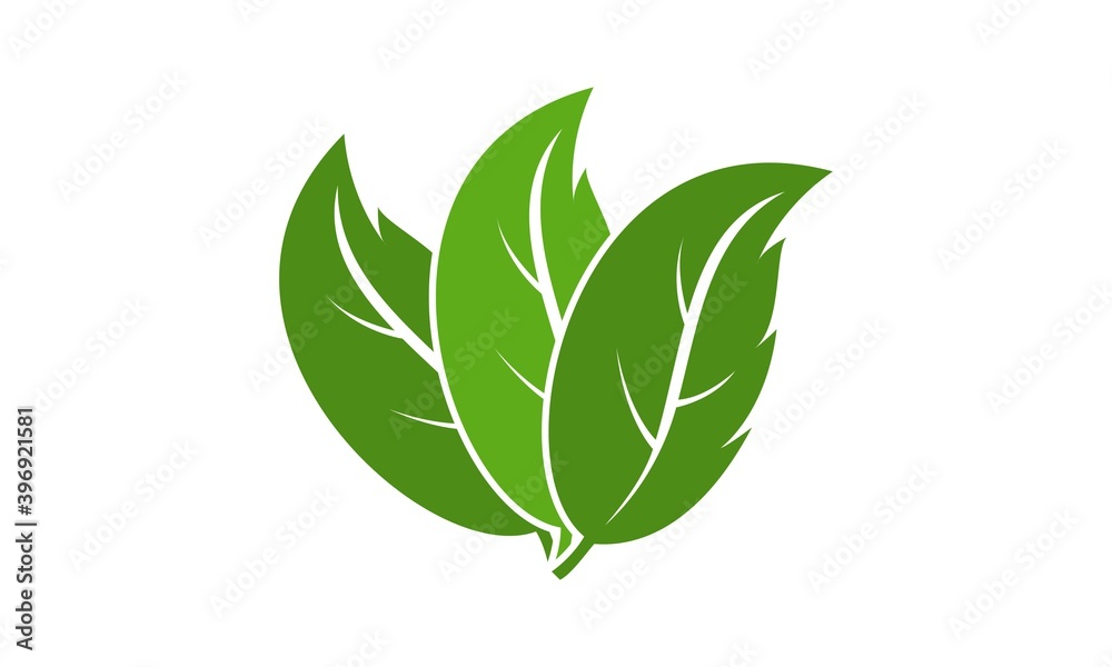 Green leaf illustration vector design