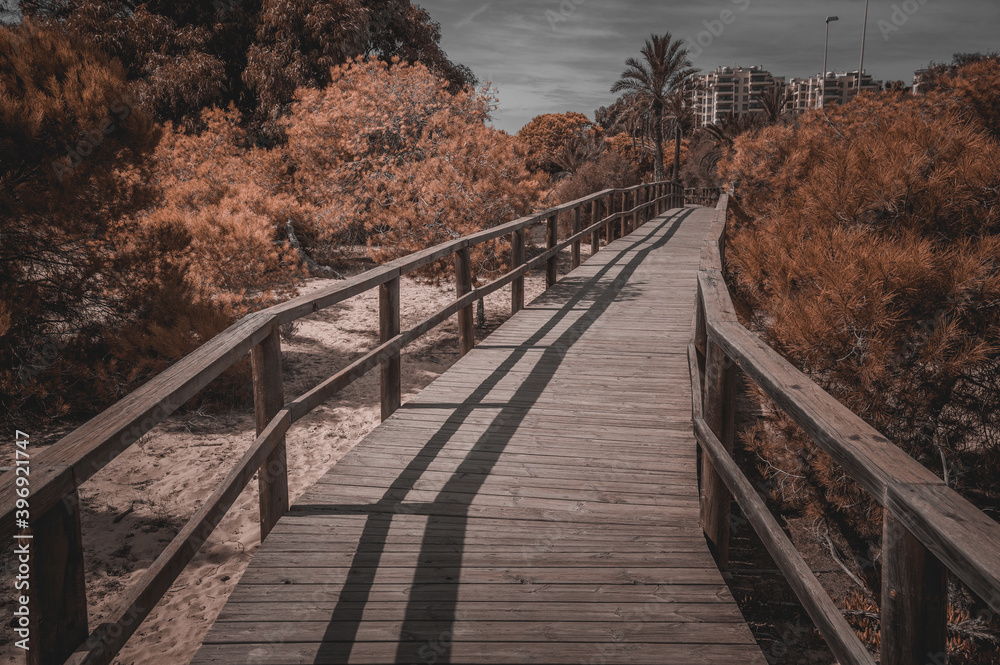 wooden walkway surrounded by palm trees that crosses a protected area of ​​dunes in Guardamar, Alicante. Mediterranean life concept: beach access.