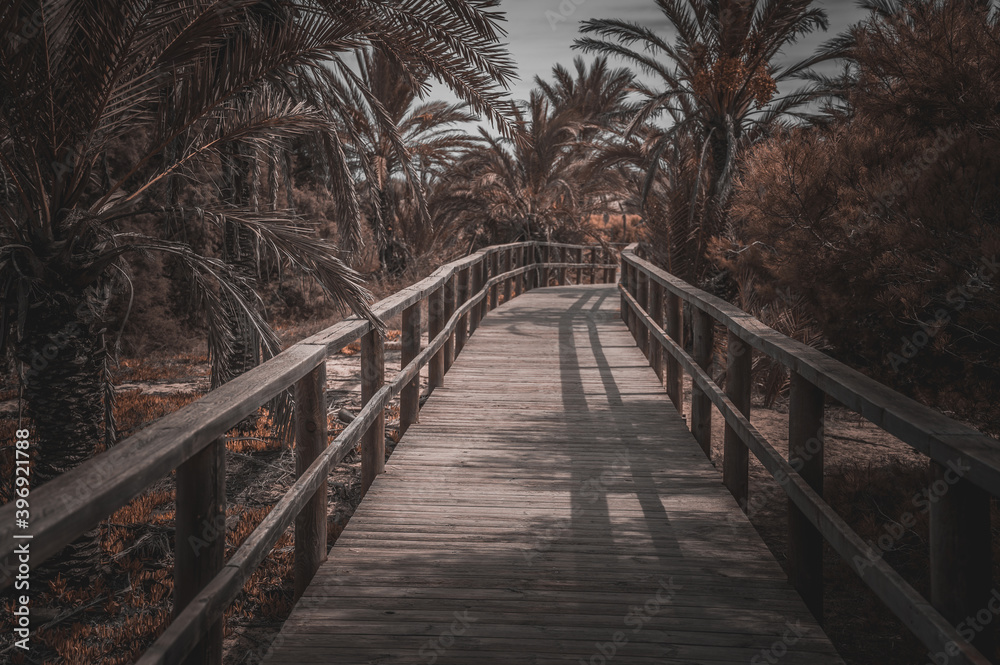 wooden walkway surrounded by palm trees that crosses a protected area of ​​dunes in Guardamar, Alicante. Mediterranean life concept.