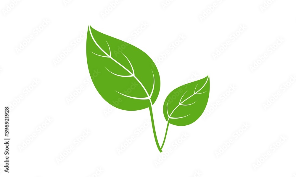 Fototapeta premium Plant leaf illustration vector design