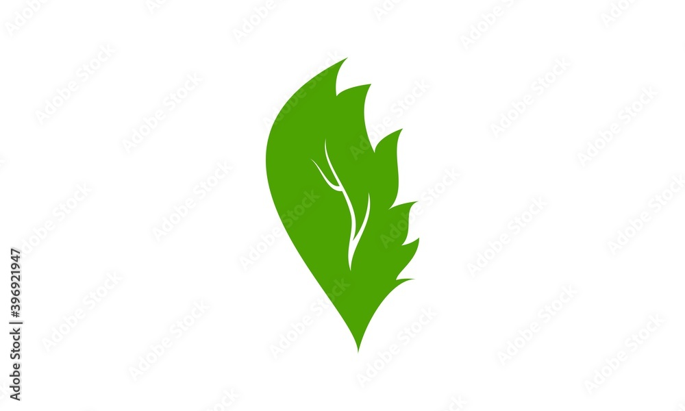 Plant leaf illustration vector