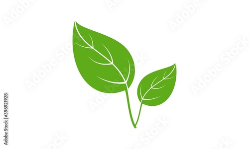 Plant leaf illustration vector design