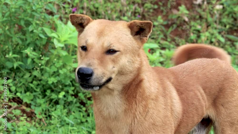 A shorthair, brown and white dog walking on a ridge in a rice field. A shorthair, brown and white dog walking on a ridge in a rice field.