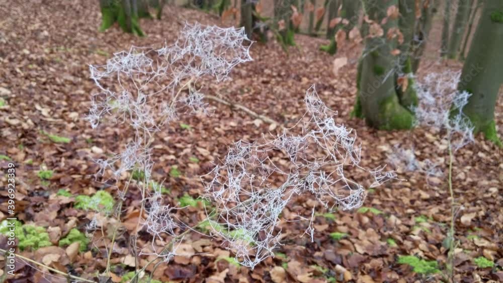 Branches with ice covered spider webs moving in the wind. First frosty day in autumn. The web is covered in a white snow layer. Camera tilting from top to close Branches with ice covered spider webs moving in the wind. First frosty day in autumn. The web is covered in a white snow layer. Camera tilting from top to close