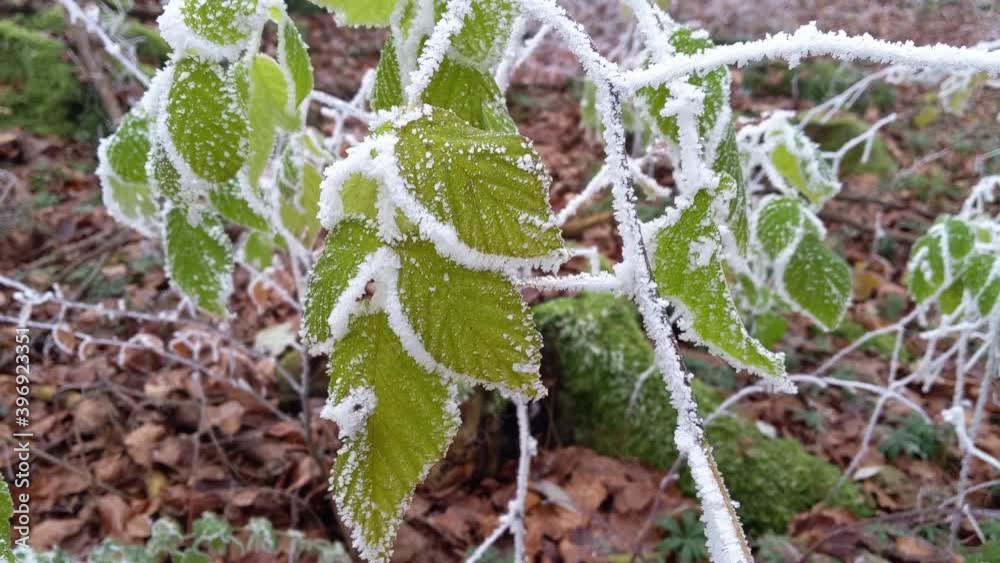 Green leaves covered in snow and ice moving in the wind. First frosty day in autumn. Camera close pan from left to right Green leaves covered in snow and ice moving in the wind. First frosty day in autumn. Camera close pan from left to right