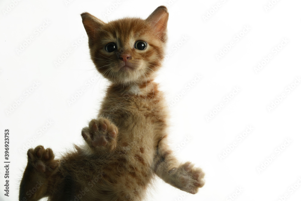 Obraz premium Small red kitten on a white background 