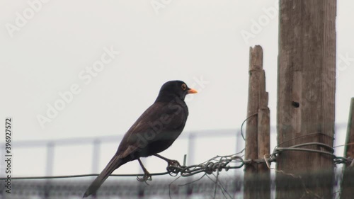 Male blackbird with yellow bill standing on metal wire and flying away photo