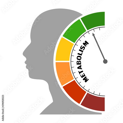 Metabolism level scale with arrow. The measuring device. Sign tachometer, speedometer, indicators. Infographic gauge element. Head of man silhouette.