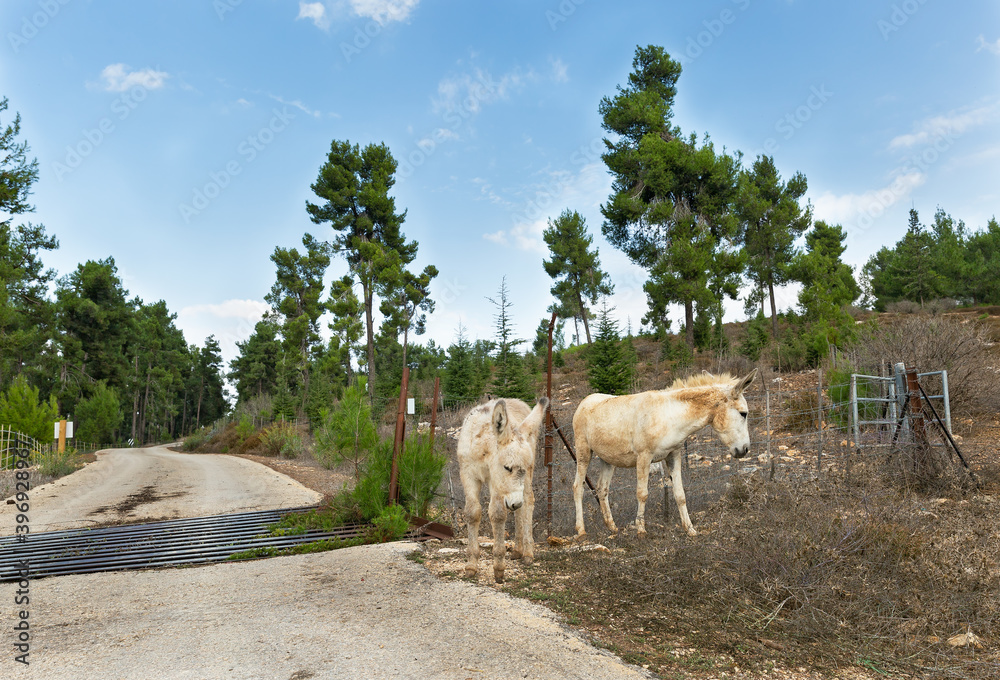wild donkeys by the road