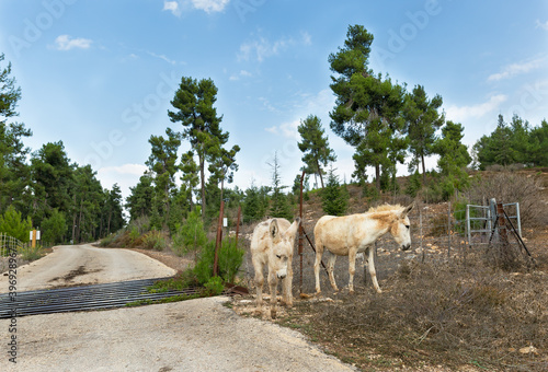 wild donkeys by the road © lom742
