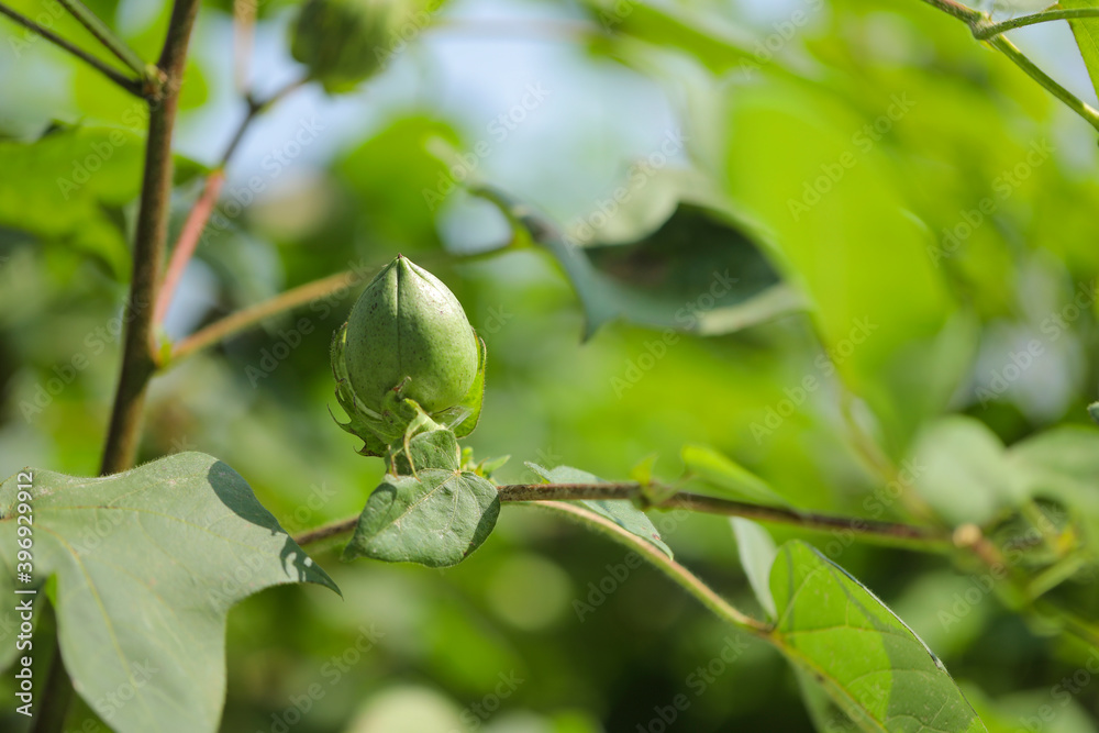 Green Cotton fruit in cotton field Green Cotton fruit in cotton field