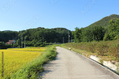 autumn golden rice field and road in countryside.