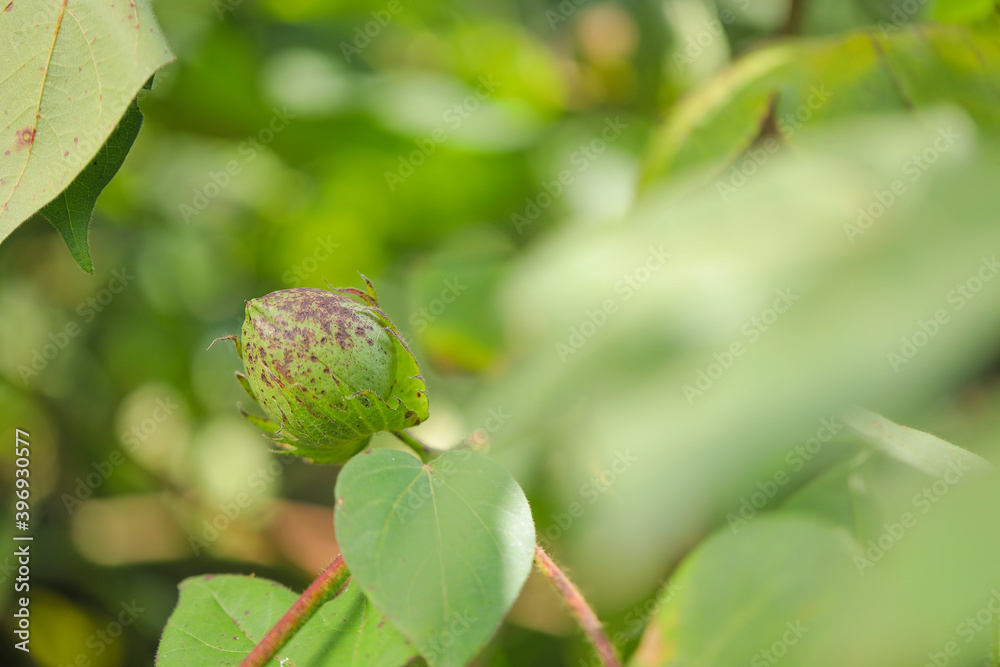 Green Cotton fruit in cotton field