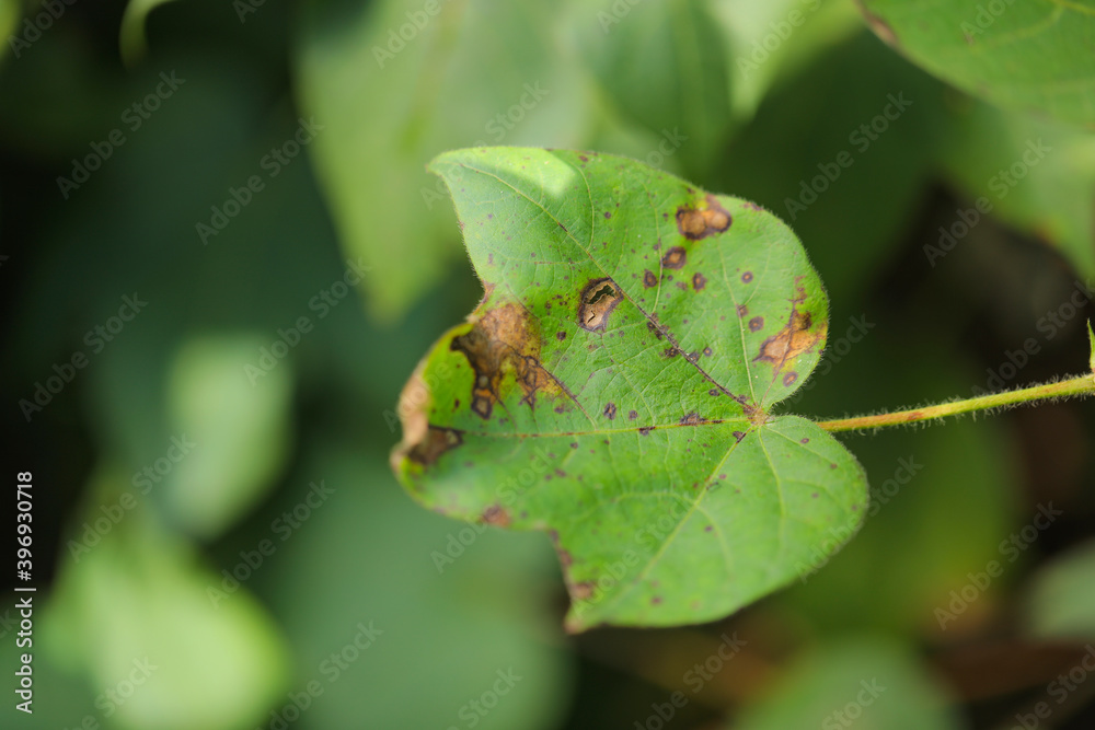 Disease on cotton leaf at cotton farm Disease on cotton leaf at cotton farm