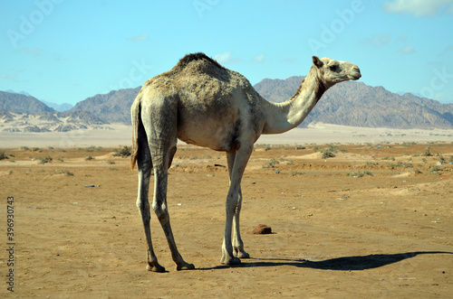 Camels  on the sand, popular tourist  place. Egypt, Sharm El Sheikh