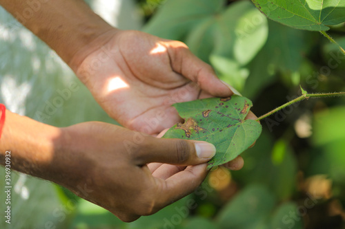 Disease on cotton leaf at cotton farm