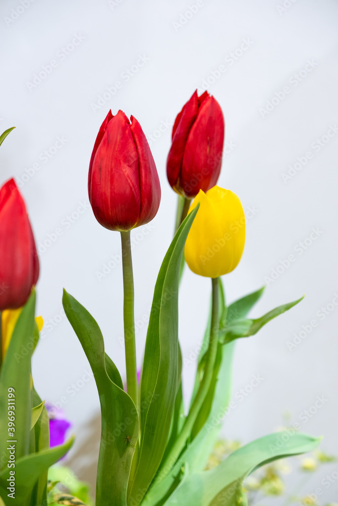 Soft focus beautiful tulip, beautiful Red Tulips, group of colorful tulip.
Soft focus beautiful tulip, beautiful Red Tulips, group of colorful tulip.