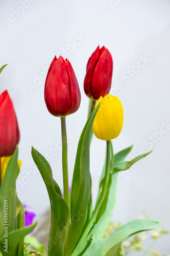 Soft focus  beautiful tulip, beautiful Red Tulips, group of colorful tulip.
