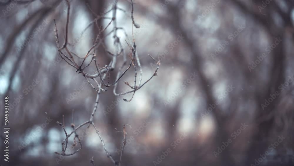 Snowfall within a poplar tree branch during winter in slow motion Snowfall within a poplar tree branch during winter in slow motion
