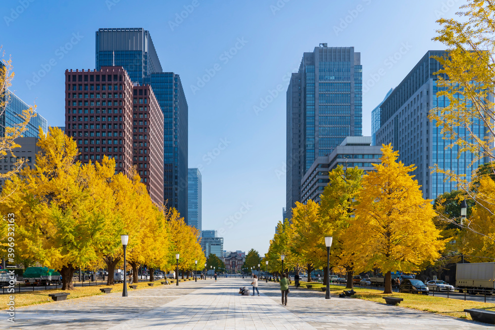 【東京都】都市風景 丸の内行幸通りイチョウ並木 StockFoto Adobe Stock