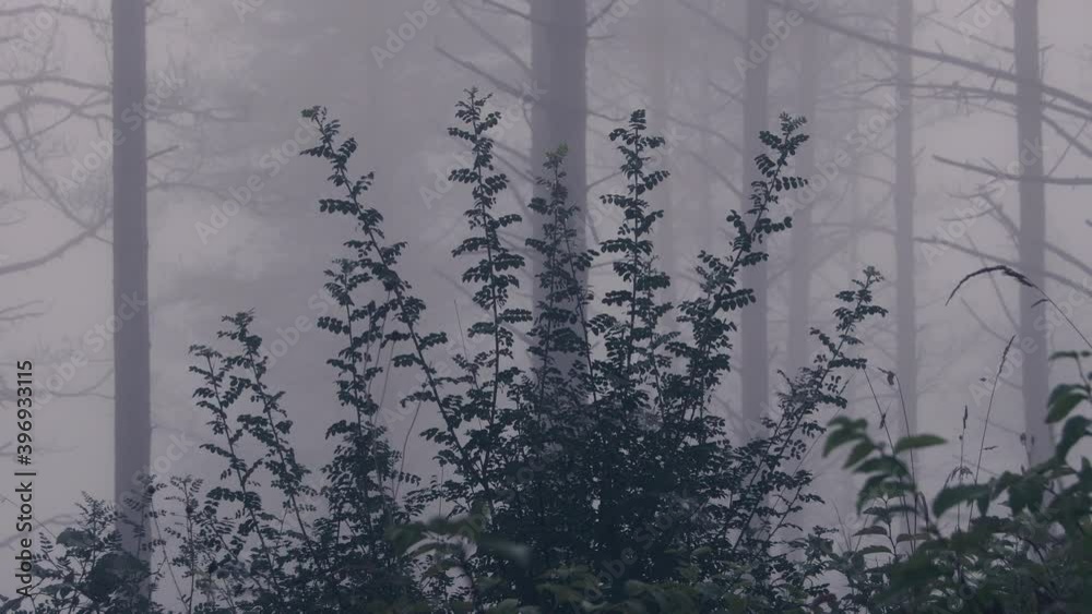 Beautiful mystery rain forest in the morning