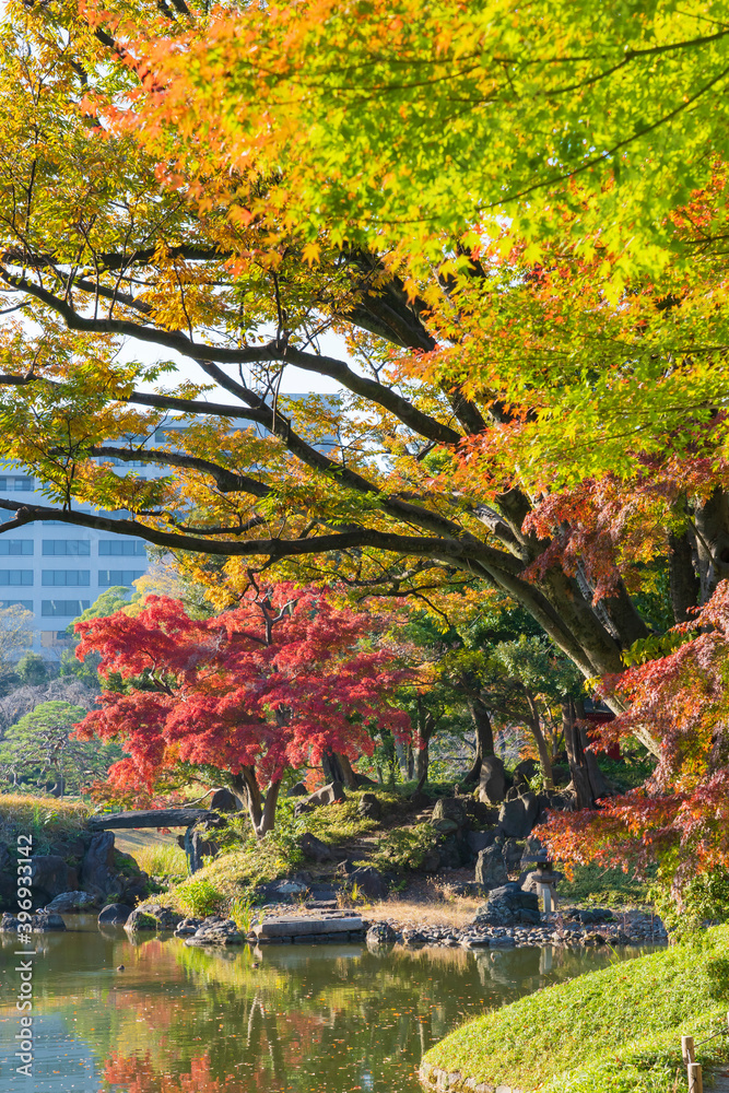 Obraz premium 【東京都】秋の紅葉が美しい小石川後楽園