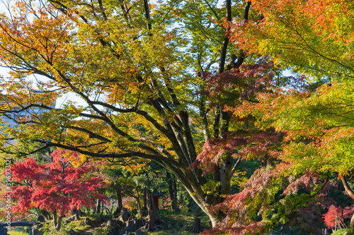 【東京都】秋の紅葉が美しい小石川後楽園