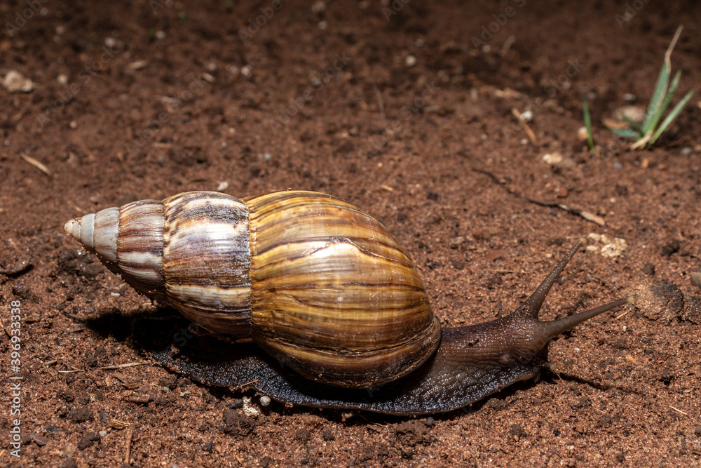 Snail walks at night in a garden in Brazil Snail walks at night in a garden in Brazil