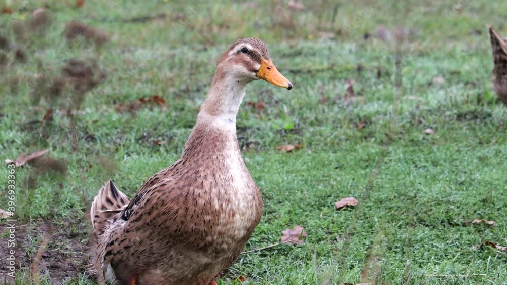 Drake of the brown spotted duck brushes its feathers with its beak and waves its tail in the open Drake of the brown spotted duck brushes its feathers with its beak and waves its tail in the open