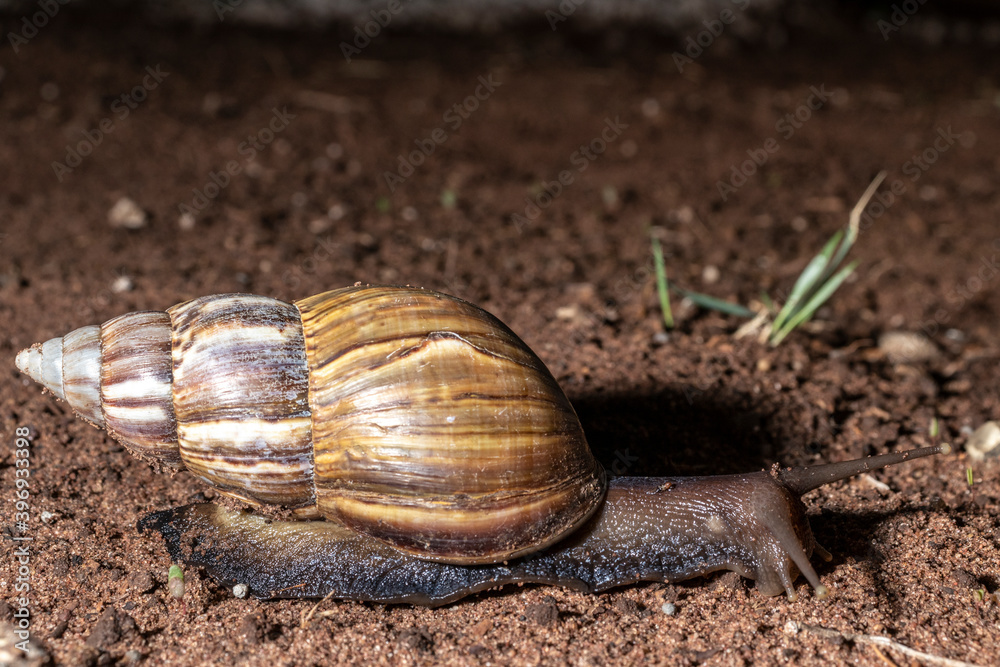 Snail walks at night in a garden in Brazil Snail walks at night in a garden in Brazil