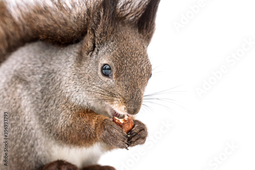 cute squirrel eating nut. macro view