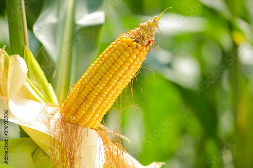 Organic cob corn or maize on corn field farm background