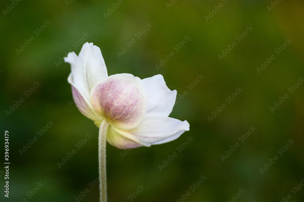 Back of a white Japanese Anemone in bloom in a garden against a green background, as a nature background
Back of a white Japanese Anemone in bloom in a garden against a green background, as a nature background