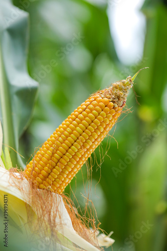 Organic cob corn or maize on corn field farm background
