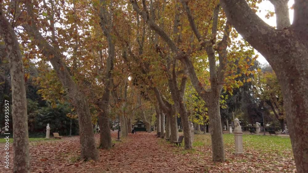 Walking on a path bordered by platanus in Villa Borghese gardens, a huge urban park located in central Rome, capital of Italy.
