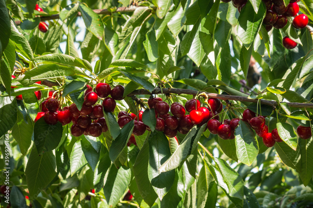 ripe cherries hanging on cherry tree branch in organic cherry orchard