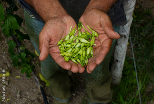 Farmer holding a bunch of Loroco, an exotic flower that is a traditional dish in western Honduras