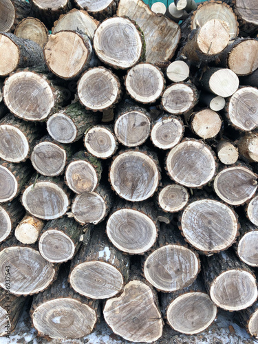 The background consists of saws of thick logs stacked on top of each other in the form of a woodpile. Annual rings are visible on the cross-section of the trunks.