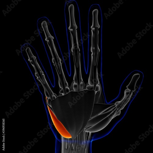 Abductor Digiti Quinti Brevis Muscle Of Hand Anatomy For Medical Concept 3D Illustration