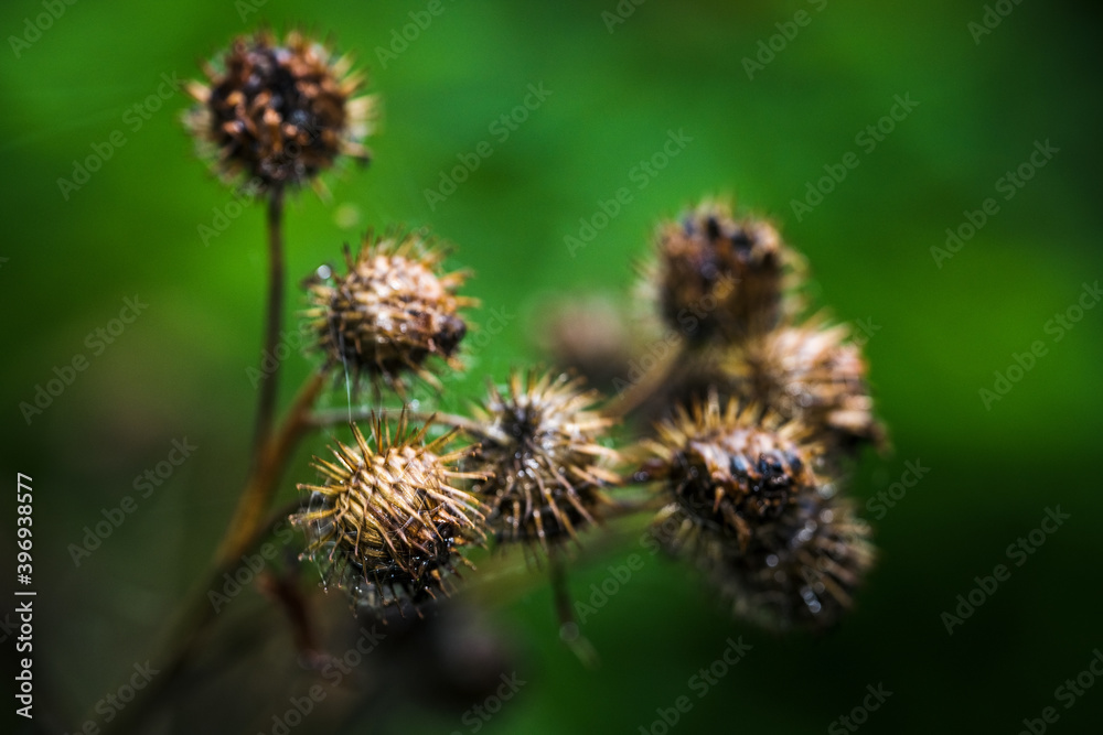 Dry round heads with thorns with hooks from thistle. Dry round heads with thorns with hooks from thistle.