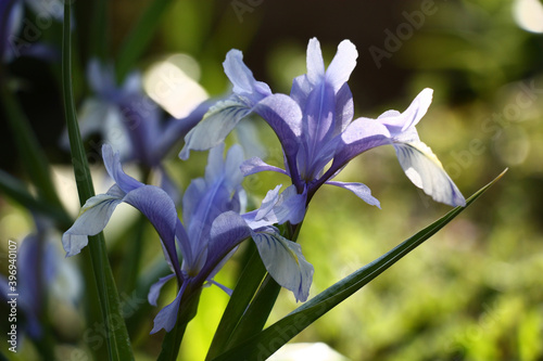 Tableau sur toile Gentle blue juno flowers on green stalks with green leaves.