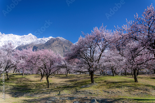 spring landscape photos  with trees and snow capped mountains , royal garden of hunza in spring season photo
