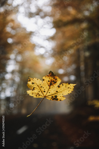 Fallen autumn leaves on wet...