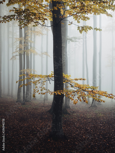 Colorful and foggy autumn f...