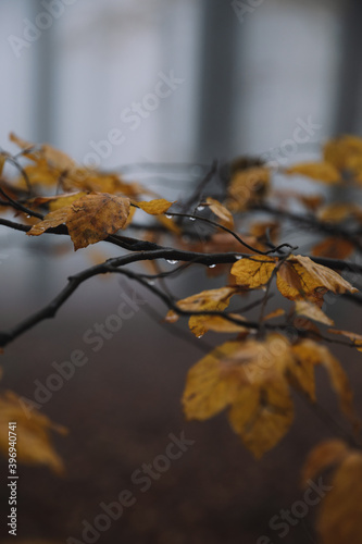 waterdrops on autumn leafs ...