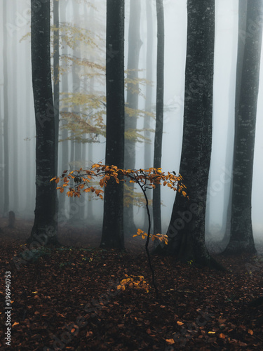 Mysterious morning fog in a...