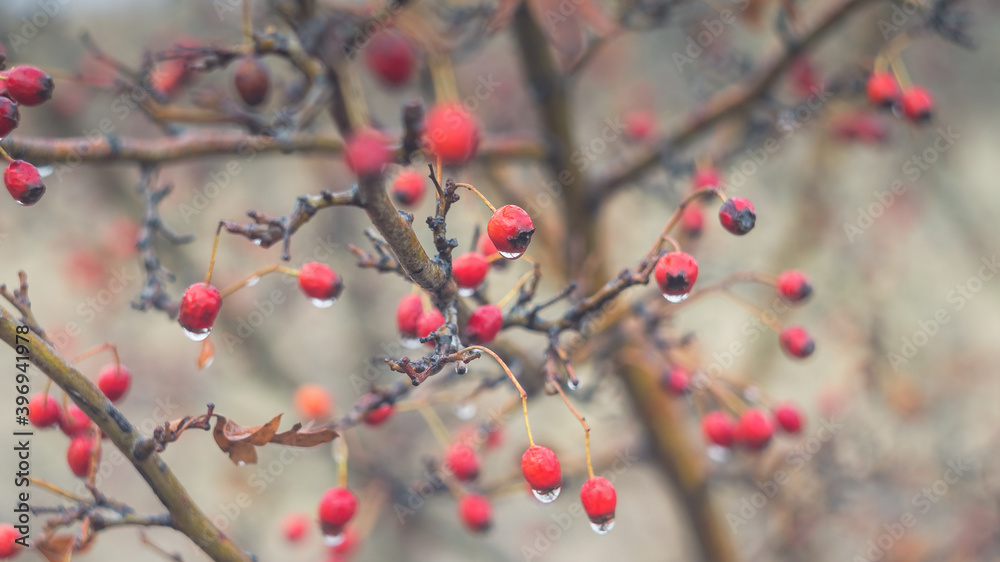 Beautiful bright red hawthorn berries in late autumn after rain. Dew drops on red berries.