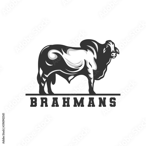 brahman cow logo, vector logo. photo