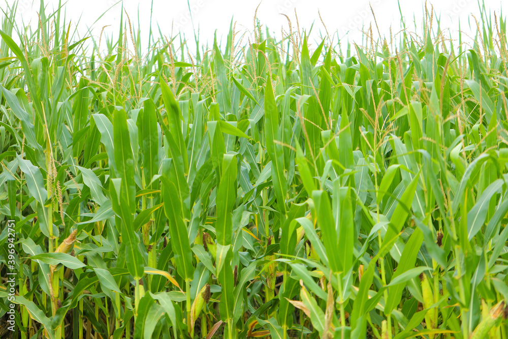 A green field of corn in India A green field of corn in India